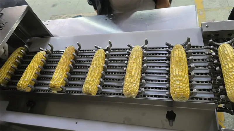 多鋸條玉米棒切段機(jī)不斜切掉籽的秘密，你知道嗎？ 